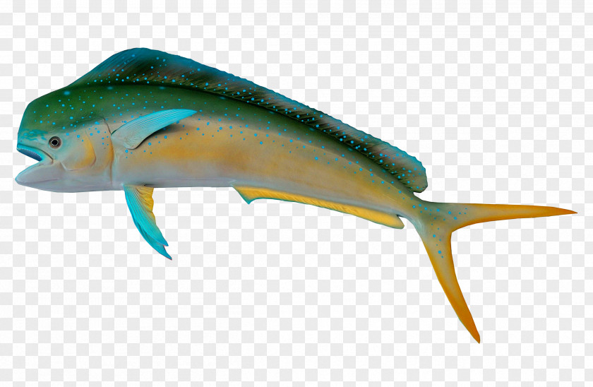 Fish Marine Biology PNG