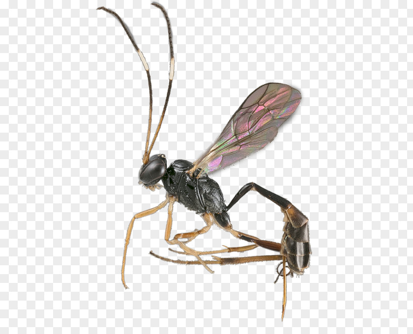 Ichneumon Wasps Lee Kong Chian Natural History Museum PNG