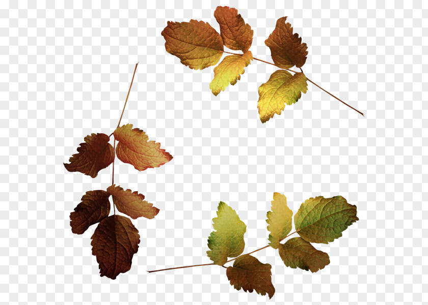 Leaf Treelet Clip Art PNG