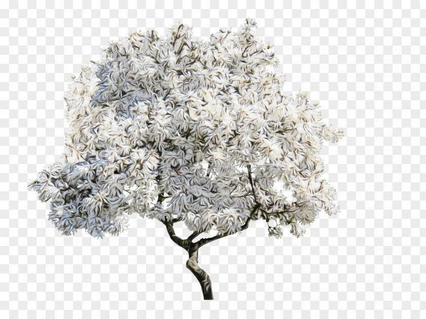 Magnolia Shrub Cherry Blossom Tree PNG