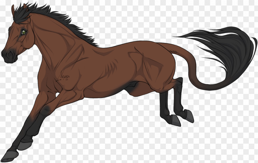Mustang Foal Mane Stallion Colt PNG