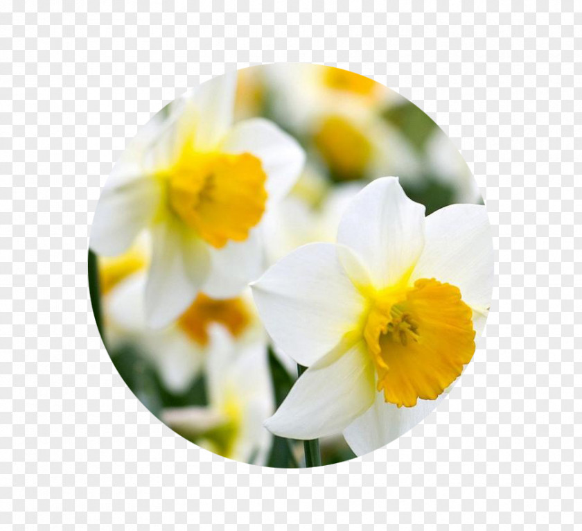 Narcissus Birth Flower Bulb Jonquilla Tulip PNG