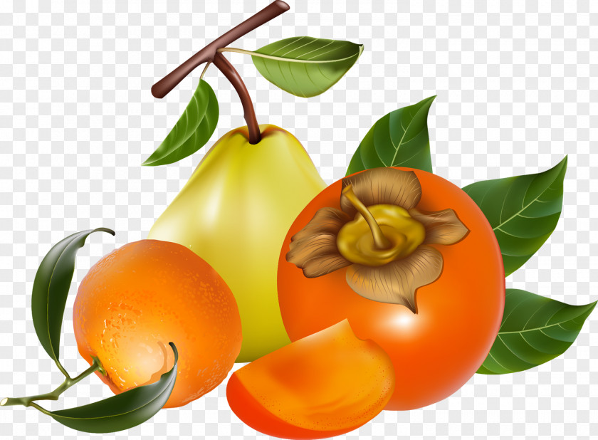 Persimmon Fruit Photography Clip Art PNG