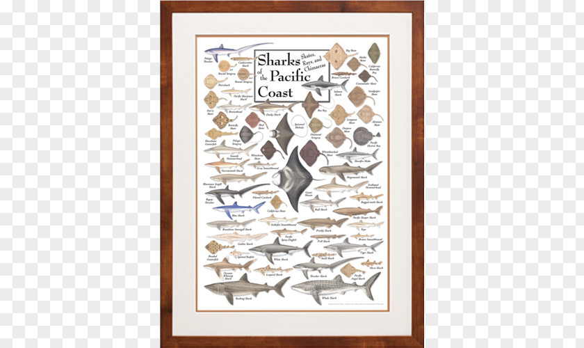 Sawfish Poster Illustration Illustrator Shark Pacific Northwest PNG