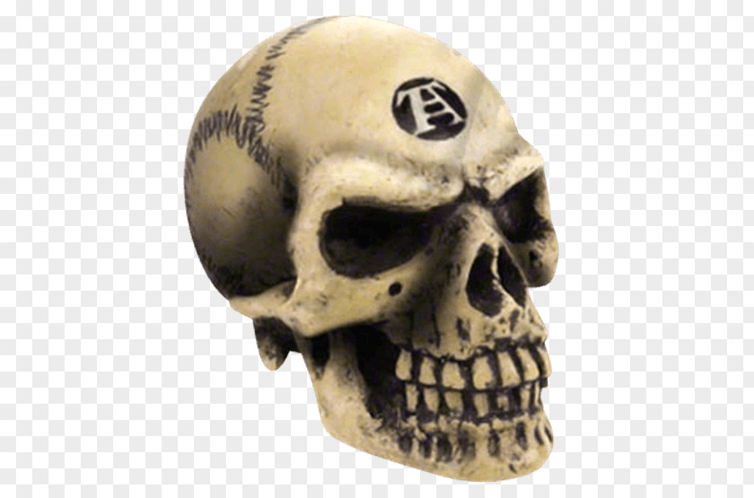 Skull Human Skeleton Alchemy Gothic PNG