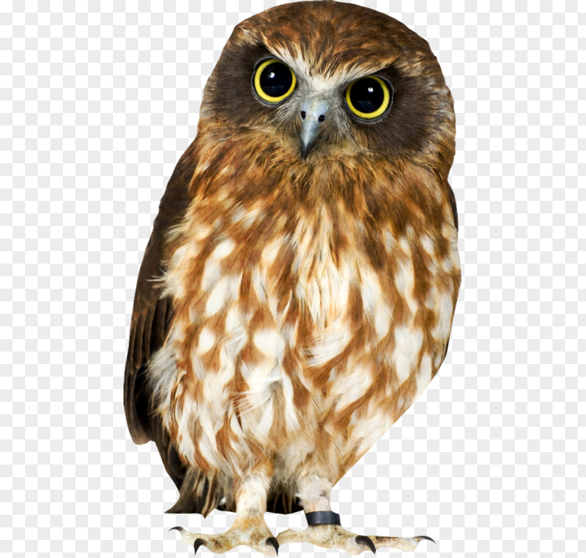 Chouette Tawny Owl Eurasian Eagle-owl Brown Hawk-owl Clip Art PNG