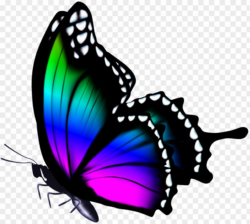 Colorful Butterfly Clip Art Image Figloraj Sala Zabaw PNG