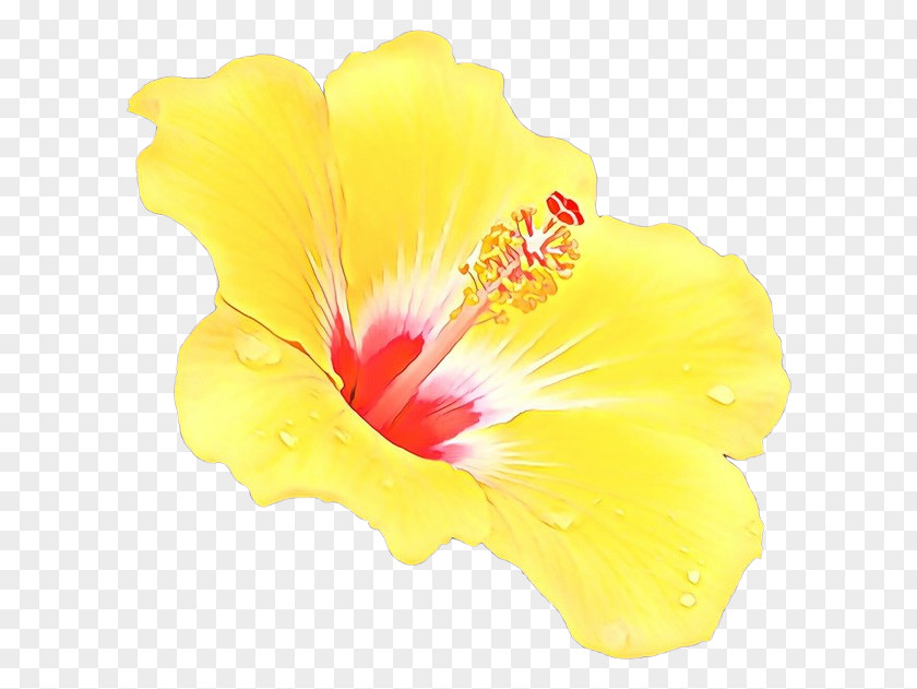 Mallow Family Flowering Plant Hibiscus Flower Yellow Petal Hawaiian PNG