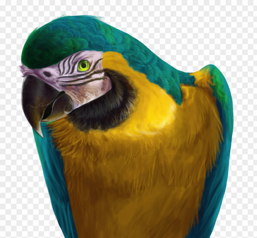Parrot Blue-and-yellow Macaw Hyacinth Drawing PNG