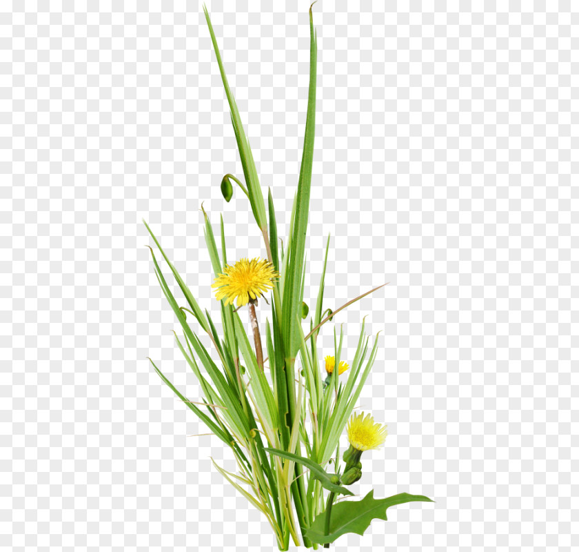 Plants Vector Graphics Royalty-free Image PNG