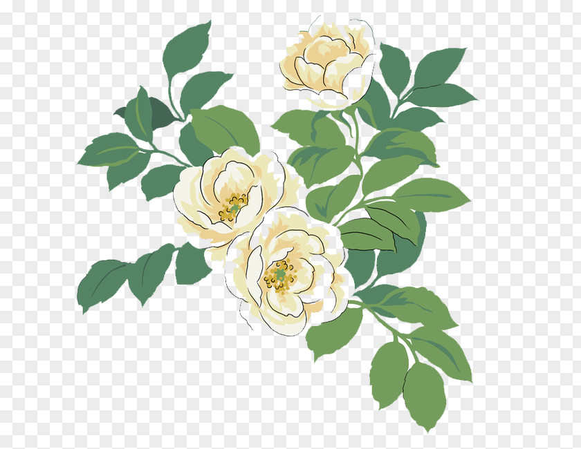 White Rose Japanese Camellia Red Watercolor Painting Illustration PNG