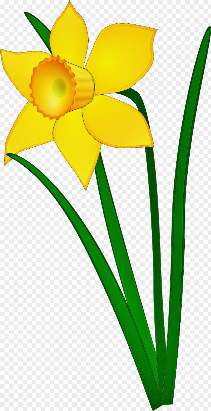 Yellow Flower Petal Plant Narcissus PNG
