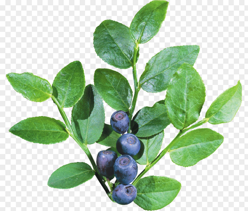 Blueberry Physical Map Pixel Icon PNG
