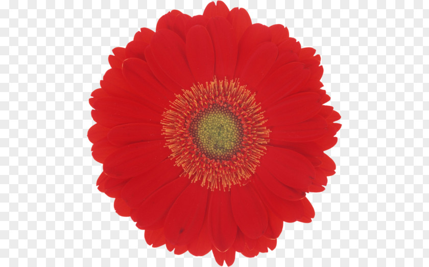 Flower Desktop Wallpaper Color Red Petal PNG