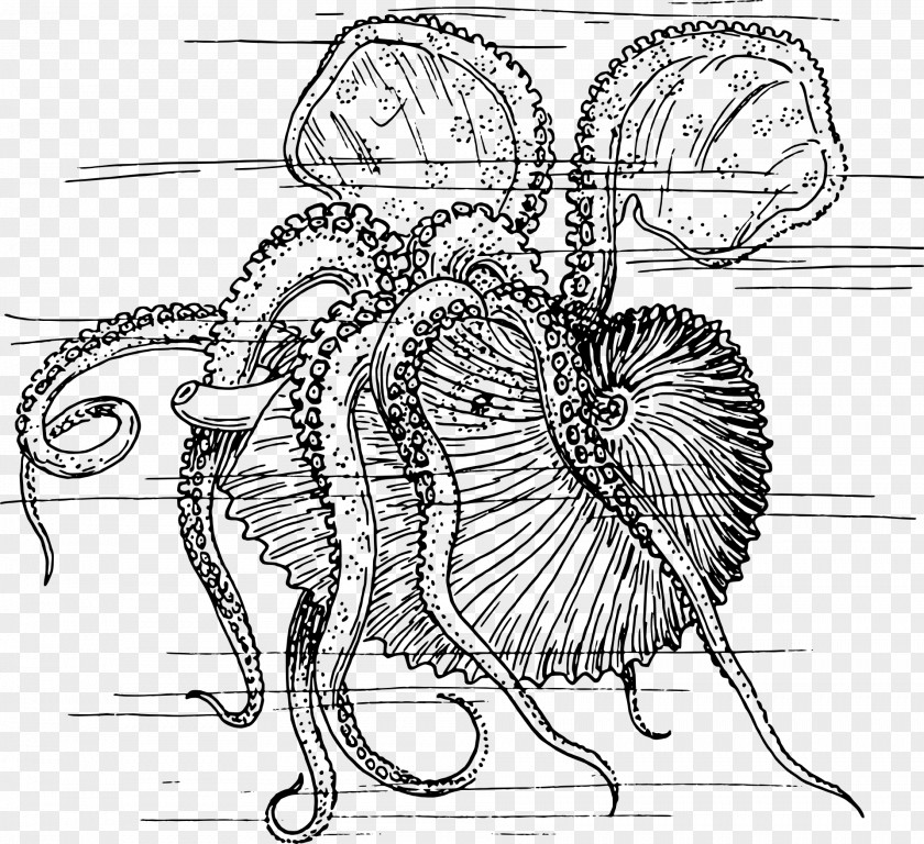 Seashell Nautilidae Octopus Chambered Nautilus Clip Art PNG