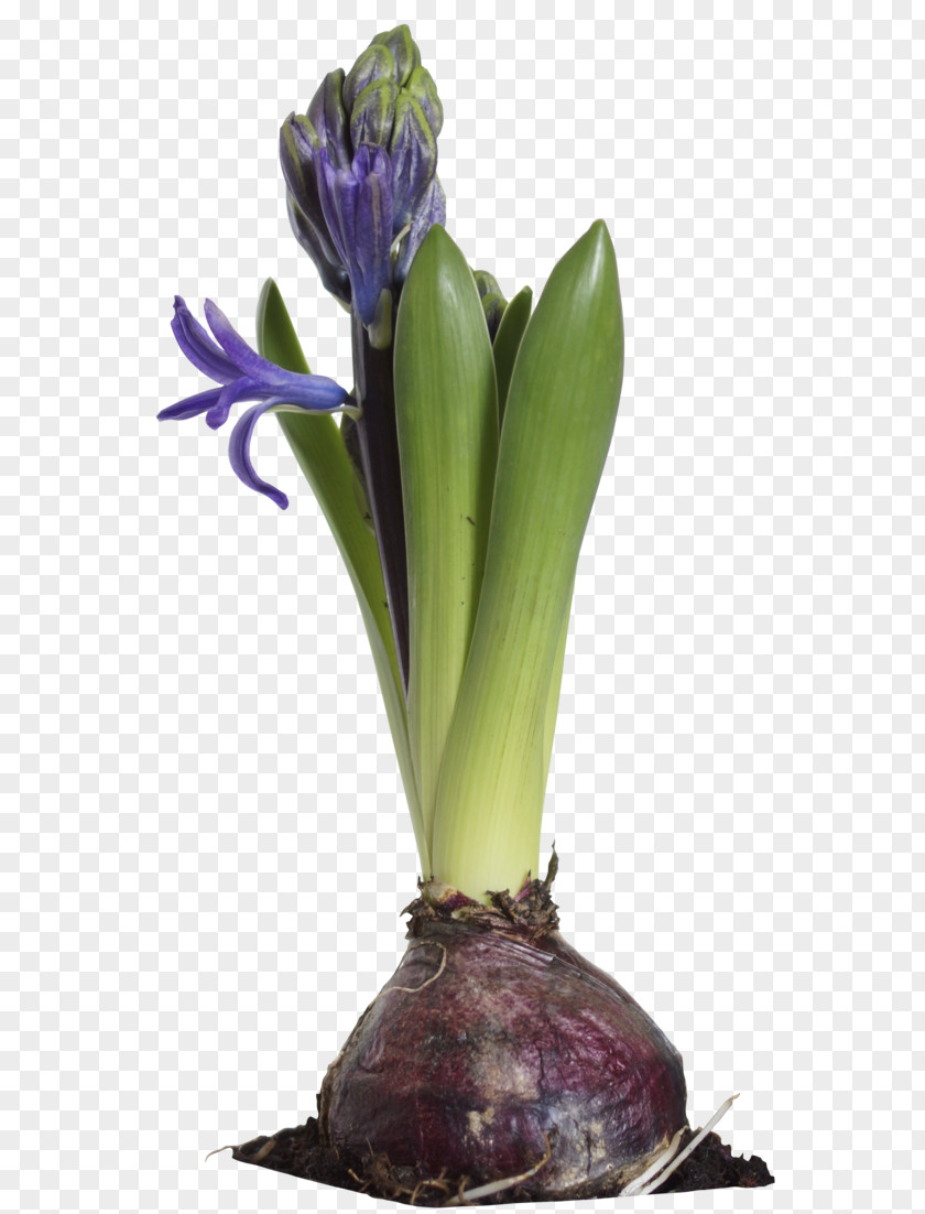 Hyacinth Flower Art Plant PNG