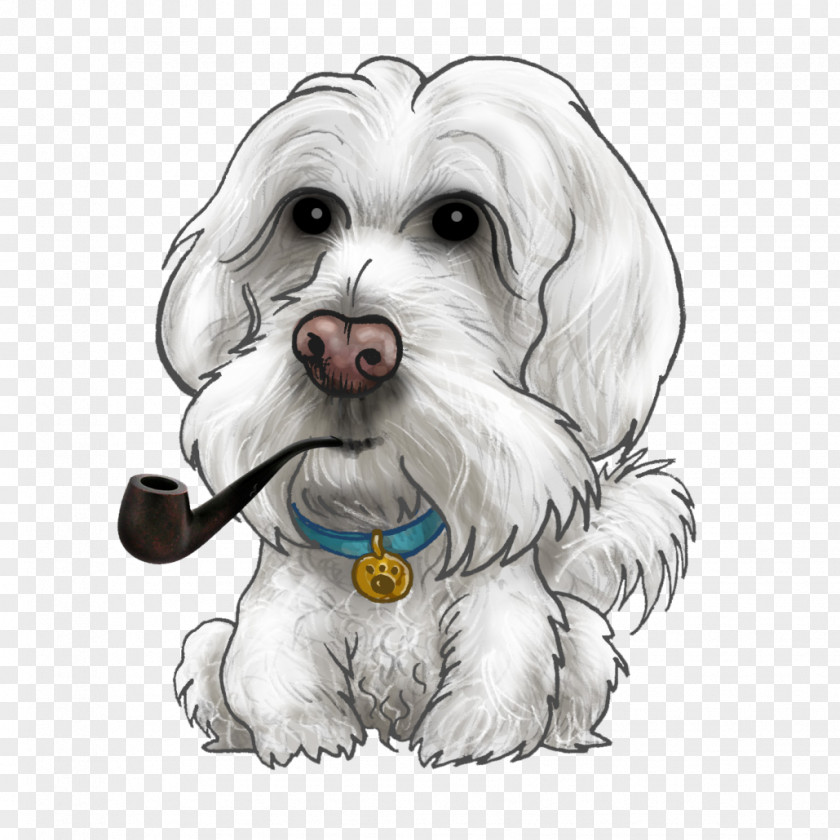 Puppy Maltese Dog Havanese Little Lion Schnoodle PNG