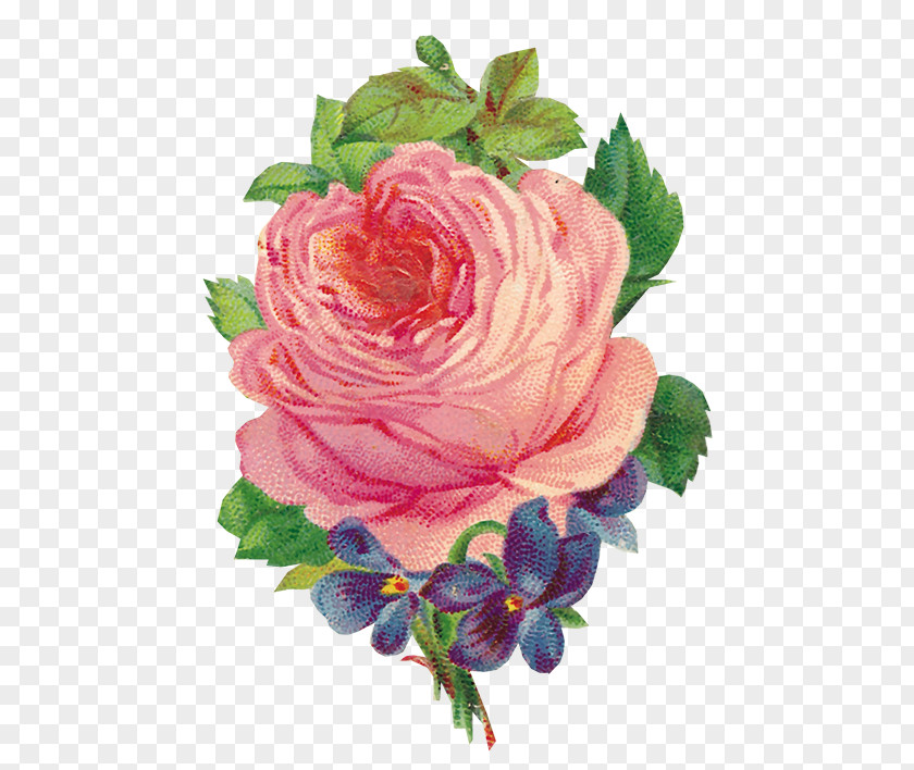 Rose Flower Rattan Garden Roses Clip Art PNG