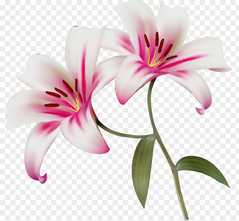 Pedicel Lily Family Flower Flowering Plant Petal Pink PNG