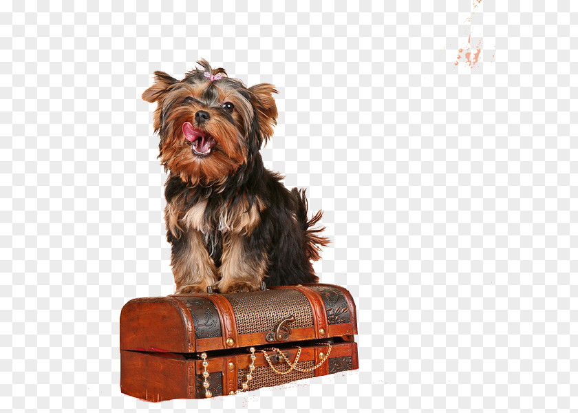 Puppy Yorkshire Terrier Companion Dog Breed PNG