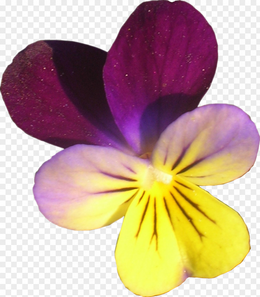 Violet Pansy Close-up PNG