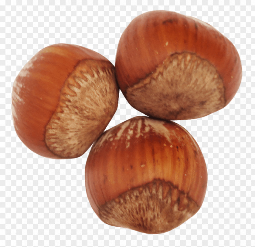Walnut Hazelnut Filbert Clip Art PNG