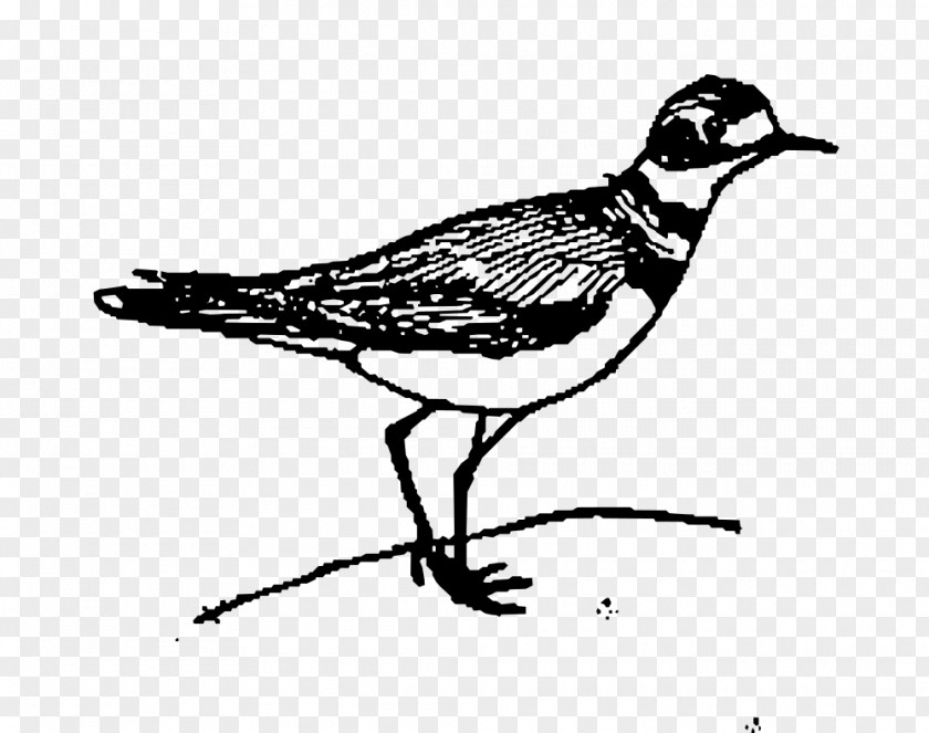 Bird Black And White Beak Drawing Clip Art PNG