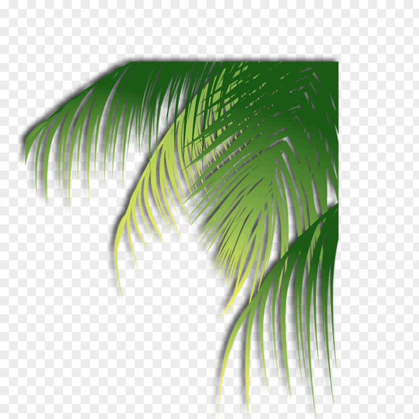 Coconut Leaves Leaf PNG