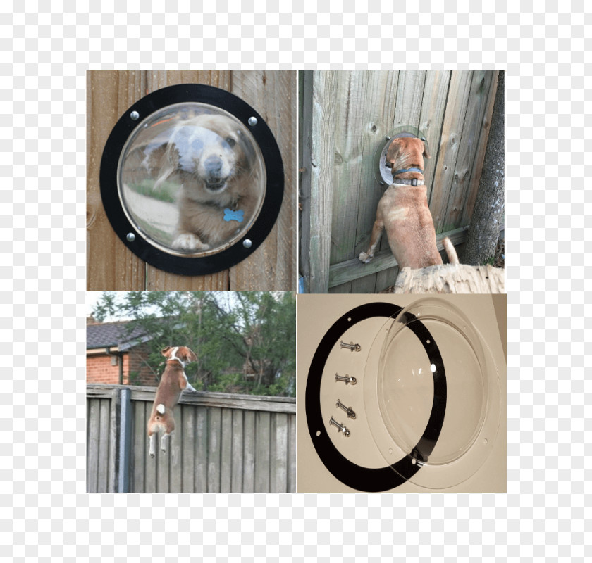 Dog Pet Fence Cat Window PNG