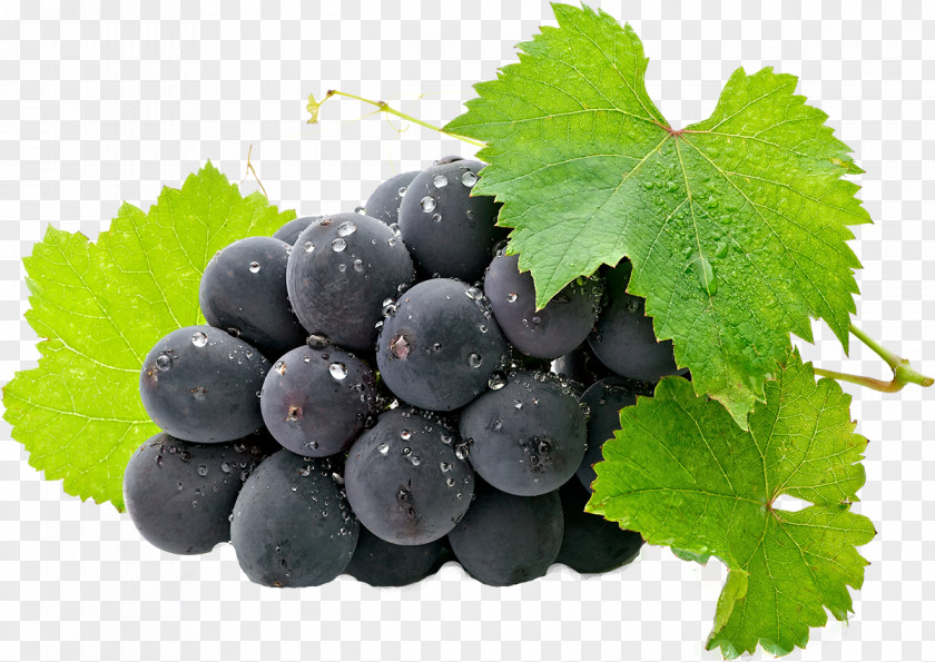 Grapes Common Grape Vine Fruit Clip Art PNG