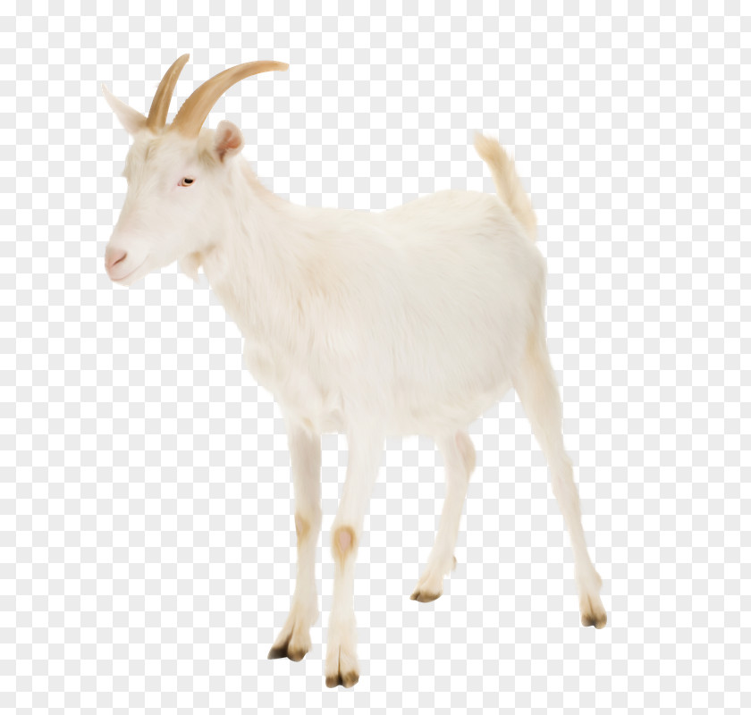 Les Animaux De La Ferme Nigerian Dwarf Goat Cattle Rove Russian White Livestock PNG