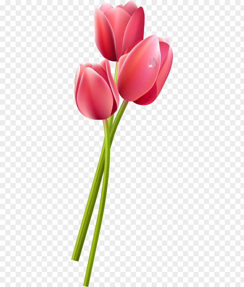Tulip Clip Art PNG