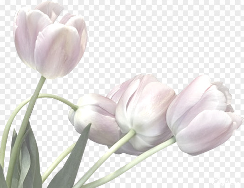 White Lilies Flower Bouquet Tulip Clip Art PNG