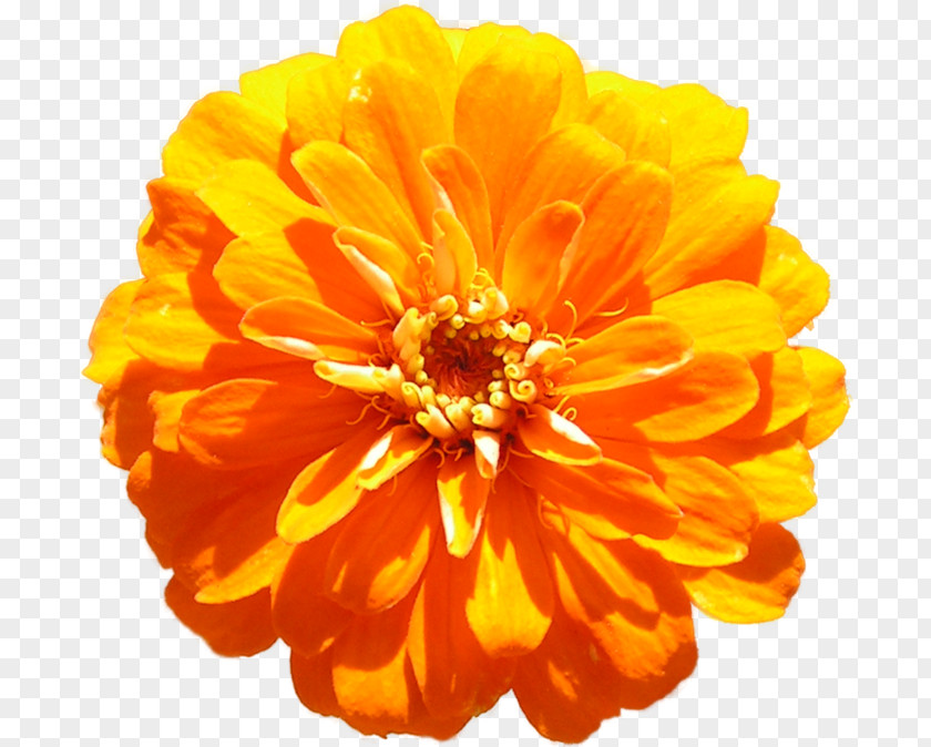 Chrysanthemum Dahlia Cut Flowers Daisy Family Garden PNG