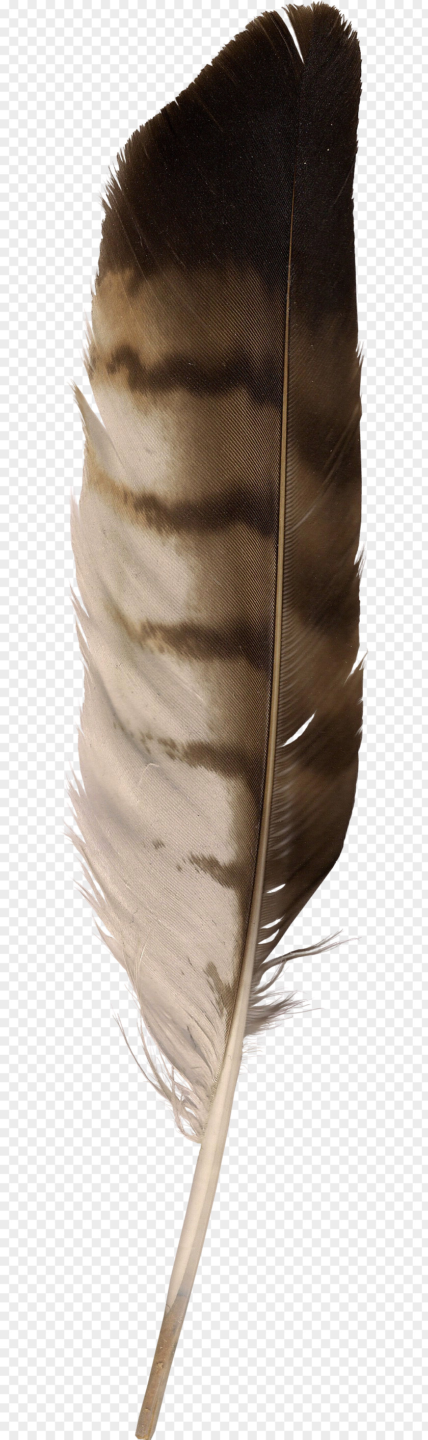 Feather Eagle Law Goose PNG