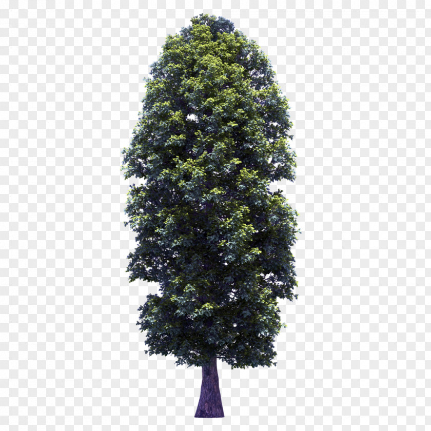 Fir-tree Tree Spruce Plant Clip Art PNG