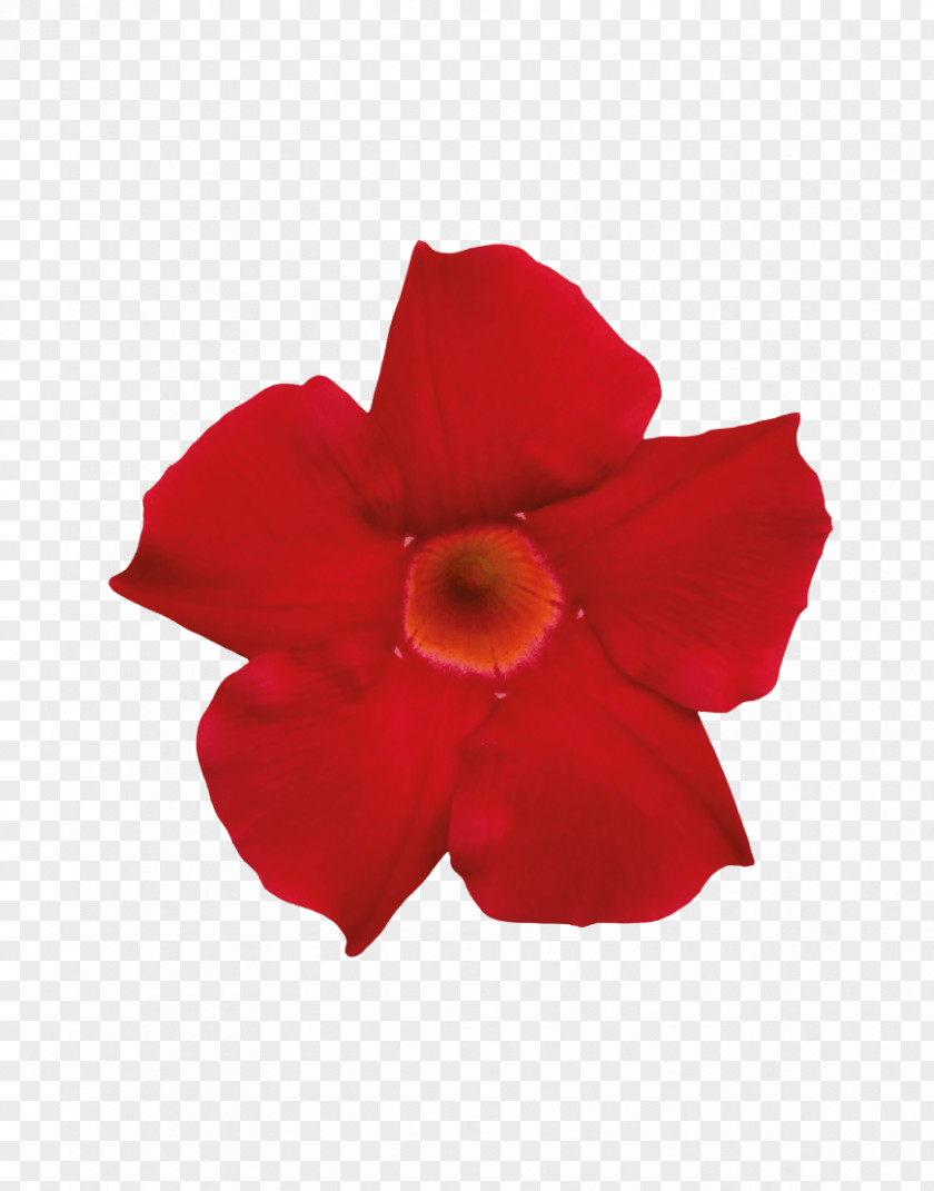 Mandevilla Sanderi Rocktrumpet Red Burgundy Vermilion Vine PNG