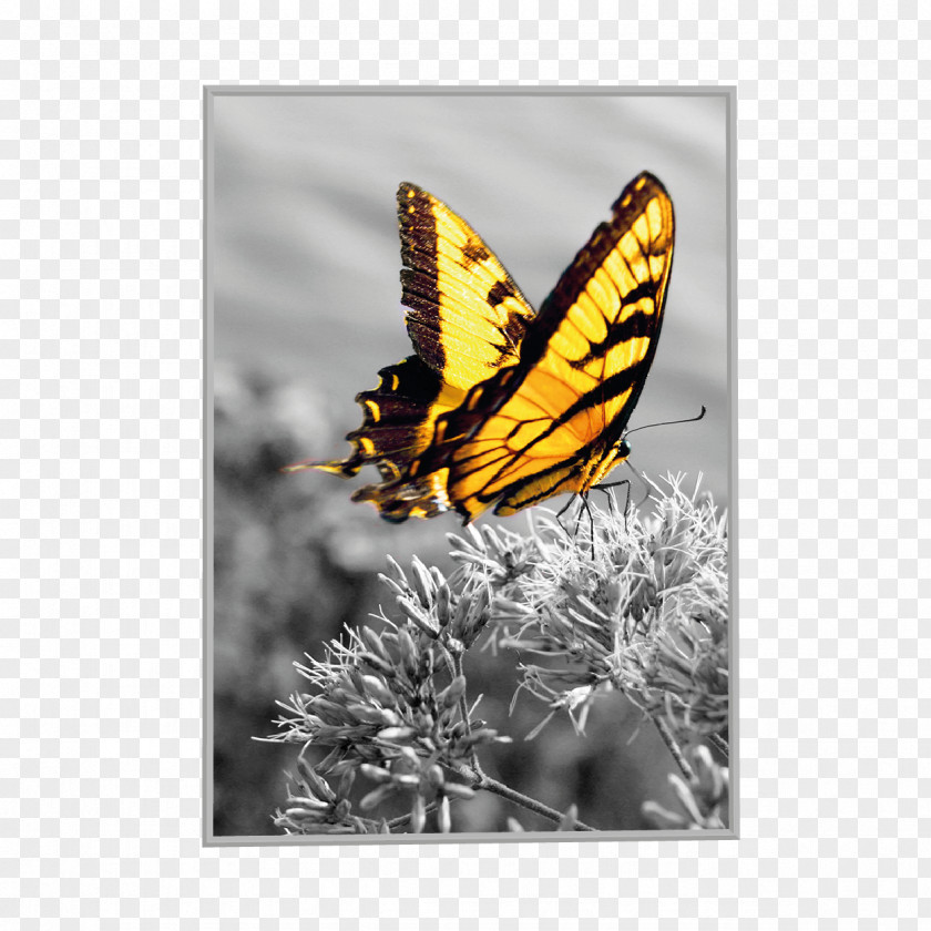 Personalized Coupon Monarch Butterfly Pieridae Insect Moth PNG