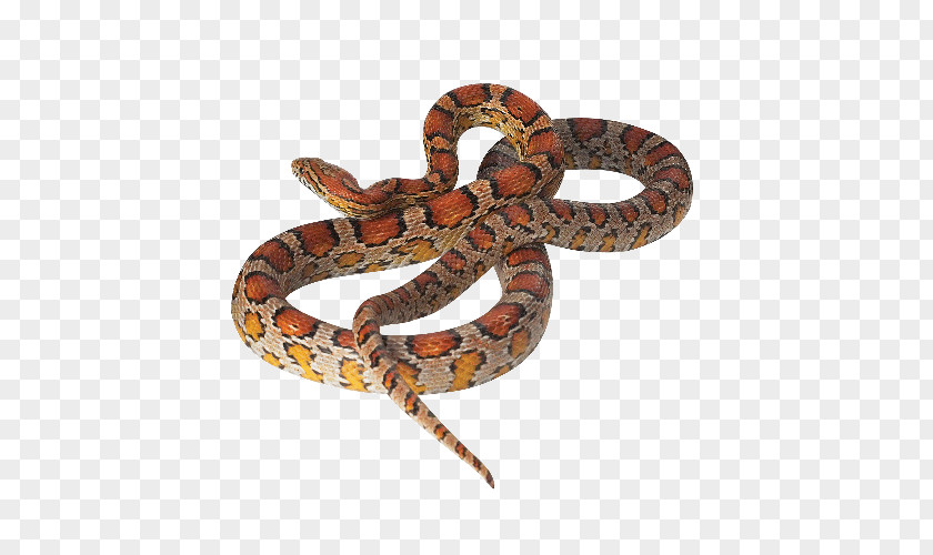 Red Snake Boa Constrictor Corn Reptile Kingsnakes PNG