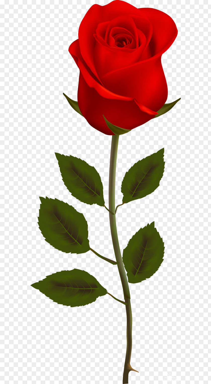 Rose Flower Drawing Photography PNG