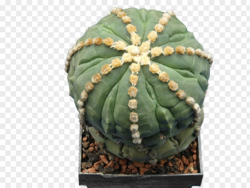 Sansevieria Astrophytum Asterias San Pedro Cactus Myriostigma Ornatum Cactaceae PNG