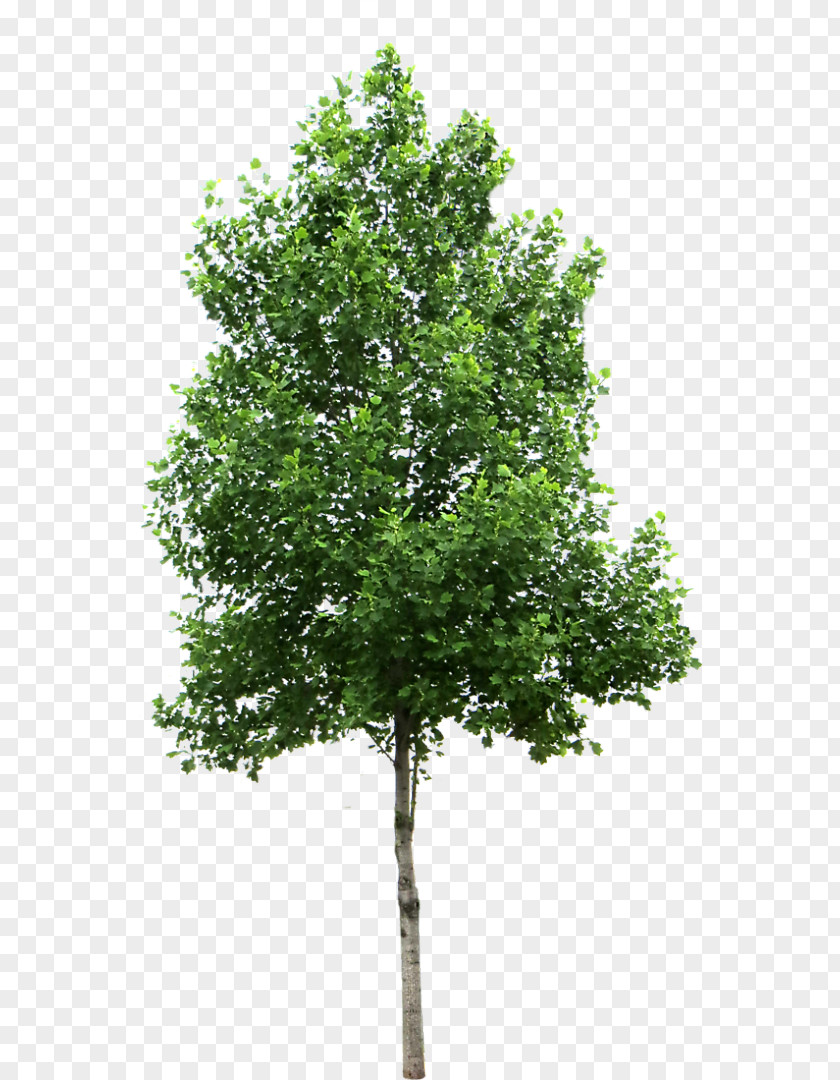 Tree Small Trees Birch Deciduous Clip Art PNG