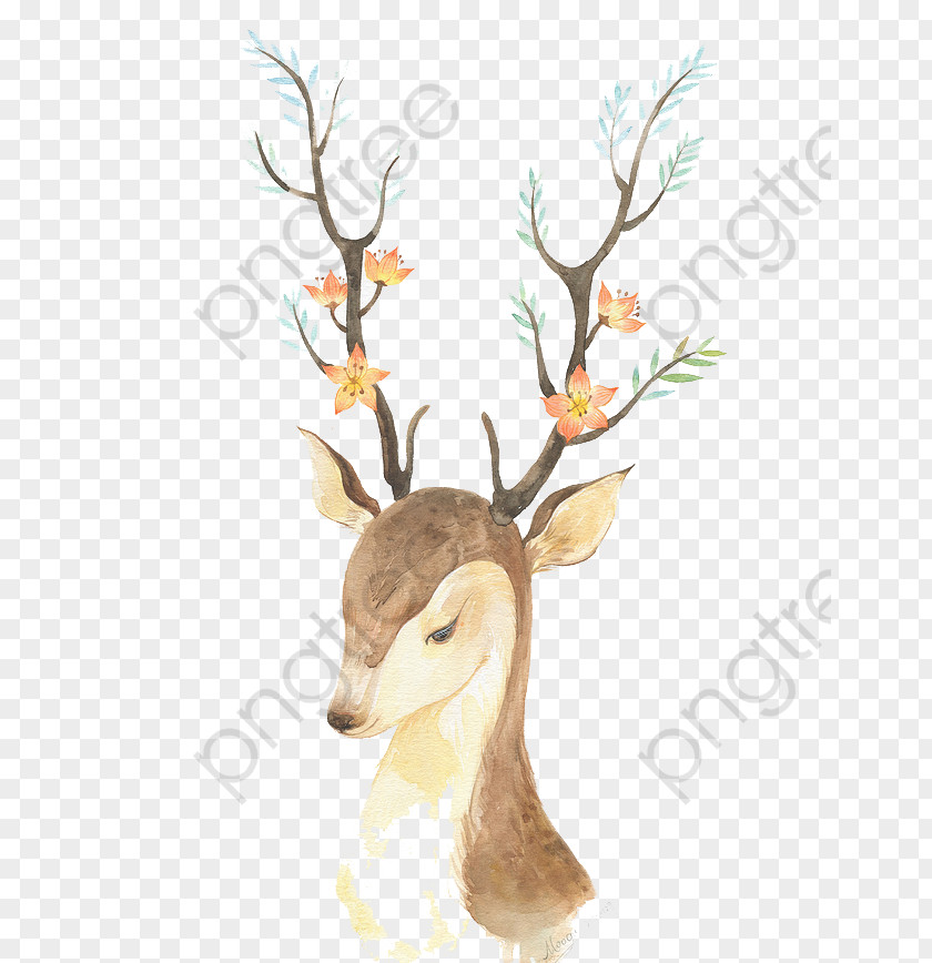 Tail Fawn Unicorn Drawing PNG