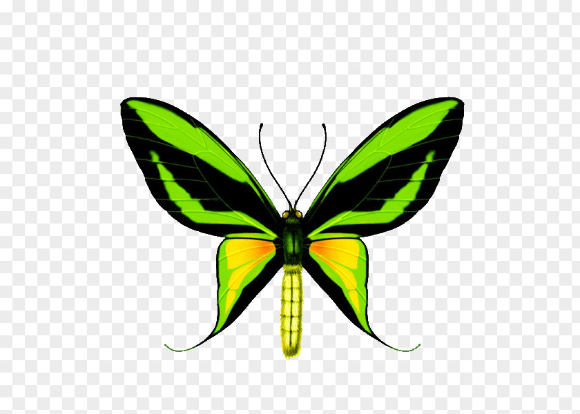 Baterflay Design Element Butterfly Paradise Birdwing Ornithoptera Priamus Goliath PNG