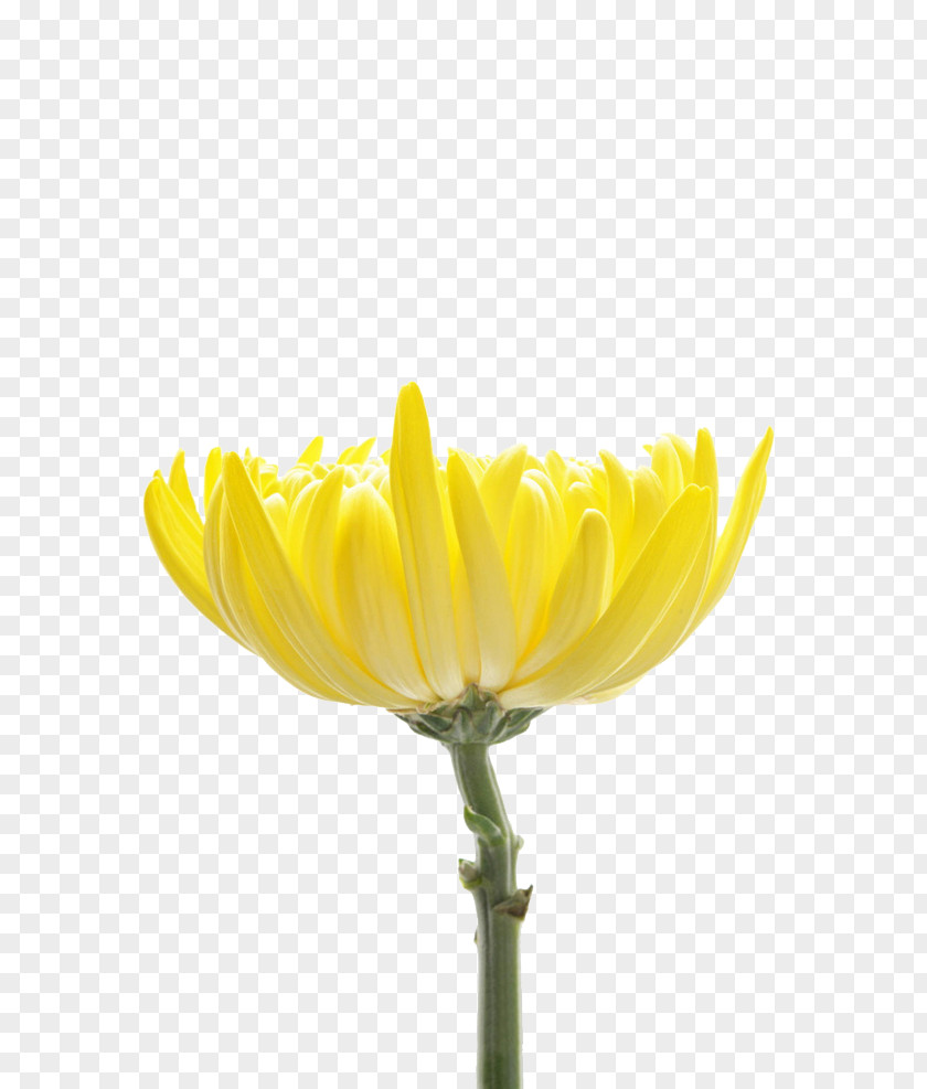 Chrysanthemum Indicum Petal Flower Tea Designer PNG