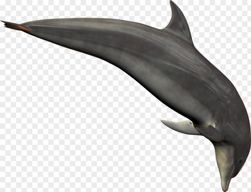 Dolphin Common Bottlenose Short-beaked Rough-toothed PNG