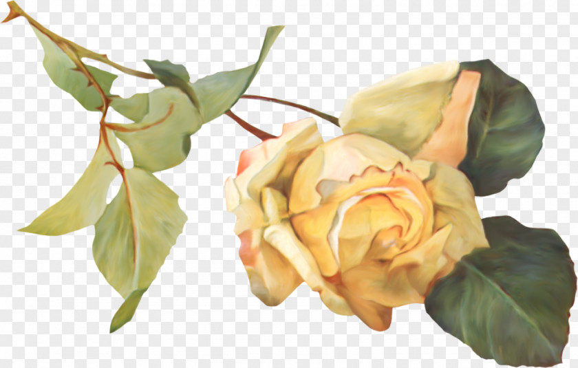 Flower Garden Roses Petal Clip Art PNG