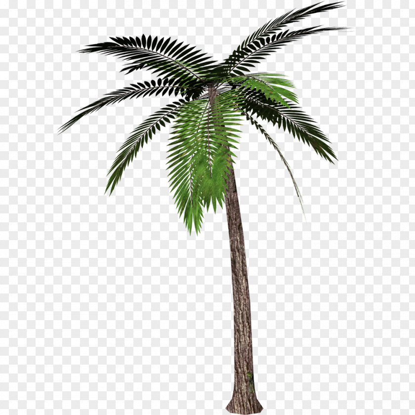 Palm Transparent Trees Transparency Clip Art Mexican Fan PNG