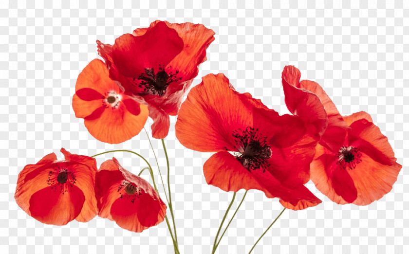 Poppies Common Poppy Flower Remembrance PNG