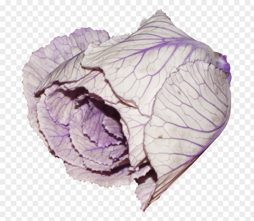 Pretty Purple Vegetables Vegetable Red Cabbage PNG
